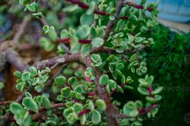 Image result for Grona afra