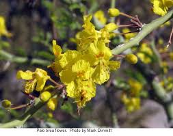Check spelling or type a new query. Palo Verde Trees Will Turn The Desert Golden Wryheat