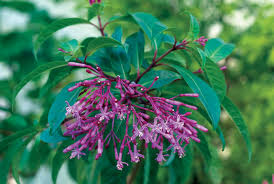 Most succulents come from dry areas (think steppes. Pacific Horticulture Society Fuchsias Rise Again In The Bay Area