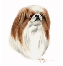 Japanese Chin Dog Watercolor Painting Dog Watercolor Painting Watercolor Dog Japanese Chin Dog