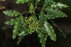 Image result for Vepris