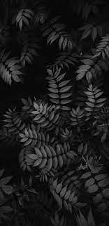 (if you use a plus, and really like an image or two, let. Home Screen Iphone Wallpaper Black 736x1512 Download Hd Wallpaper Wallpapertip