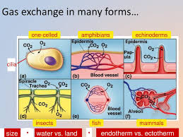 Respiratory System In Vertebrate Animals - Let'S Talk Science