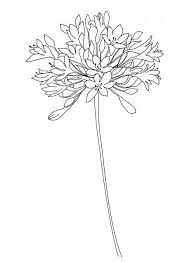Agapanthus Jpg 467 640 Flower Drawing Flower Art Trendy Flowers