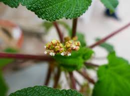 Image result for Obetia