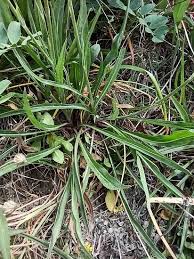 Image result for Pseudopodospermum hispanicum