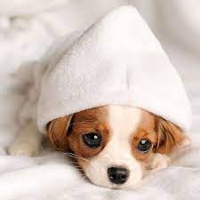 Here's what you need to know about the process of adopting from a shelter from. Nessa The Tiny 2 Year Old Puppy Is Showing Everyone That Being Different Isn T Bad Cute Little Puppies Cavalier Puppy Cute Baby Dogs