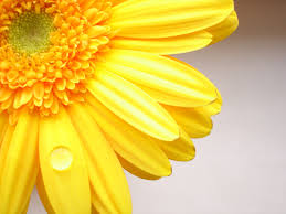 Yellow Flower Wallpapers Group 86 1224x1224 purple bud, flowers, close up wallpaper. yellow flower wallpapers group 86