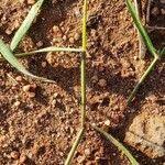 Image result for Harpachne