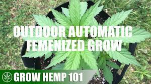 Read more of leafly's guide to growing marijuana. Timelapse Outdoor Automatic Grow From Seed To Harvest Youtube