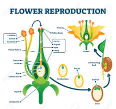 More images for plant diagram labeled » Flower Reproduction Illustration Labeled Process Of New Plants Scheme Educational Diagram With Stamen And Pistil Structure And Full Egg Development And Fertilization Stages From Ovule To Seed Royalty Free Cliparts Vectors And