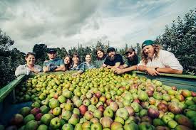 — the carlson family, along with the team at new england apple products of leominster, ma, are pleased to announce the establishment of carlson orchards hard cider, continuing a long tradition of. Press Far From The Tree Cider
