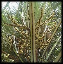 Image result for Cordia grandicalyx