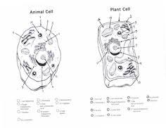 We did not find results for: 98 Science Cells Ideas Science Cells Teaching Biology Teaching Science
