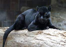 Look through examples of kumbang harimau translation in sentences, listen to pronunciation and learn grammar. Panther Wiktionary