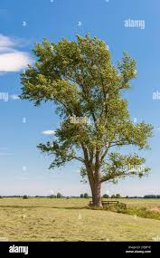 Image result for Populus ×  canescens