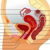 Media in category labeled photographs of human female genitalia. 1