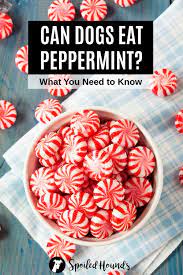 Can Dogs Eat Peppermint What To Know About Dogs And Peppermint