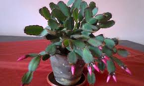 Outdoor christmas cactus plants can be grown where they get direct sunlight only in the morning, dappled shade all day or in bright shade. Easter Cactus An Epiphytic Cactus You Can Grow Epic Gardening
