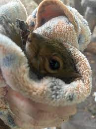 Reuniting Eastern Grey Squirrel Siblings After Rescue