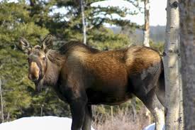 Image result for moose