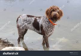 Image result for griffon korthalsův