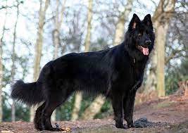 German Shepherd Dog Black German Shepherd Dog German Shepherd Dogs Black German Shepherd