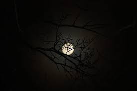 720x1280 black moon aesthetic wallpaper>. Moon Aesthetic Tree Nature Mysterious Night Mystical Plant Branch Sky Pxfuel