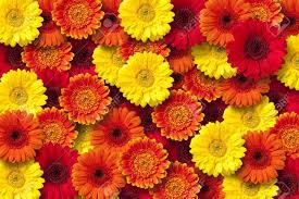 Yarrow produces clusters of yellow, white, salmon, pink or red flowers atop long stems. Red Orange And Yellow Daisy Floral Background Stock Photo Picture And Royalty Free Image Image 10954335