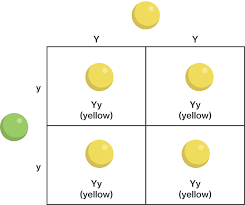 Making punnett squares is a good way to get started understanding the fundamental concepts of genetics. Genotypes Phenotypes And Alleles Course Hero