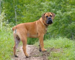 Maybe you would like to learn more about one of these? Boerboel Dog Breed Everything About Boerboels