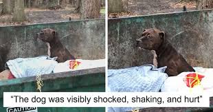 The portion of a particular state each group below serves is indicated by the symbol next to its name An Injured Pit Bull Was Rescued From The Dumpster After It Was Thrown Out Like Trash Bored Panda