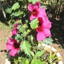 Image result for Hibiscus cannabinus