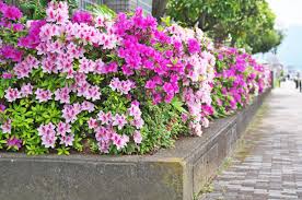 Debco rose, gardenia & azalea potting mix is ready to use straight from the bag with no further additives required. 10 Best Potting Mixes Soil For Azaleas Flowers Acidic Well Draining