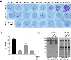 Bpi whey proteins hpi sports best protein powder, тип упаковки: Plos Biology Phosphodiesterase Beta Is The Master Regulator Of Camp Signalling During Malaria Parasite Invasion