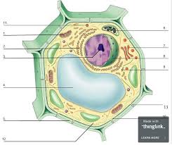 What are facts about plant cells? Plant Animal Cell Organelles And Functions Of A Cell Quiz Quizizz