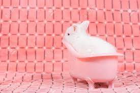 Keep the baby in a sitting position so it does not aspirate! Adorable Young Baby Rabbit In Pink Bath Tub As Taking A Bath On Pink Cloth As Background 3 Weeks Old Little Fluffy Bunny Stock Photo Picture And Royalty Free Image Image 93435091