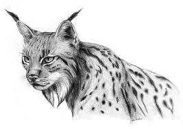 Animaux En Danger Dessin Chat Croquis Animaux