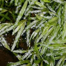 Image result for Potamogeton schweinfurthii