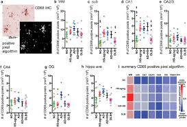 Kawasan mm2100 (ruko mm2100) bekasi java ocidental indonésia. Disease Related Microglia Heterogeneity In The Hippocampus Of Alzheimer S Disease Dementia With Lewy Bodies And Hippocampal Sclerosis Of Aging Acta Neuropathologica Communications Full Text