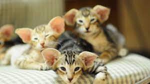 The oriental shorthair resulted from the crossbreeding of a number of other cat breeds. Oriental Kittens Youtube
