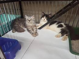 Inilah anak kucing himalaya mix persia. Jual Kucing Gresik Wa 081333619345 Kucing Pallas Adopsi Kucing Kucing