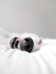 Strong and dynamic experience from the tungsten steel motor. Magic Wand Four Sons