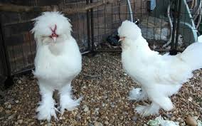 Maybe you would like to learn more about one of these? 25 Chicken Breeds With Traits Characteristics And Egg Production