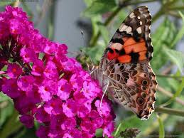 Girl, butterfly, darkness, anime, art. Butterfly Wallpaper Background Best Stock Photos Toppng