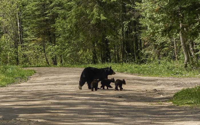 Unbothered' Grandma's Interaction With Mama Bear 'Stressed Out' Viewers -  Newsweek