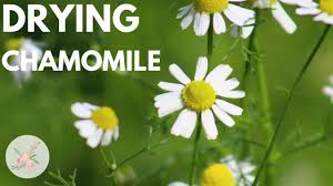 We did not find results for: The Herb Garden How To Dry Fresh Chamomile Flowers Youtube