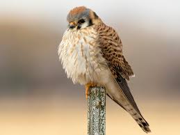 Falco sparverius miden entre 28 y 30 cms. Photos American Kestrel Falco Sparverius Birds Of The World