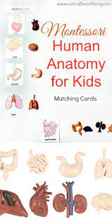 Montessori Human Anatomy Activities Free Printables Natural Beach Living Science Experiments For Preschoolers Montessori Science Human Body Activities