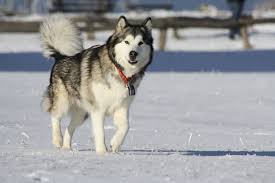 They belong to the spitz family used for hunting in the northern parts of sweden. Norrbottenspets Dog Breed Summary